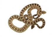 Crotalus viridis